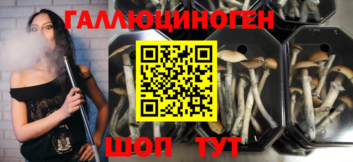 Галлюциногенные грибы Psilocybine cubensis Усть-Джегута